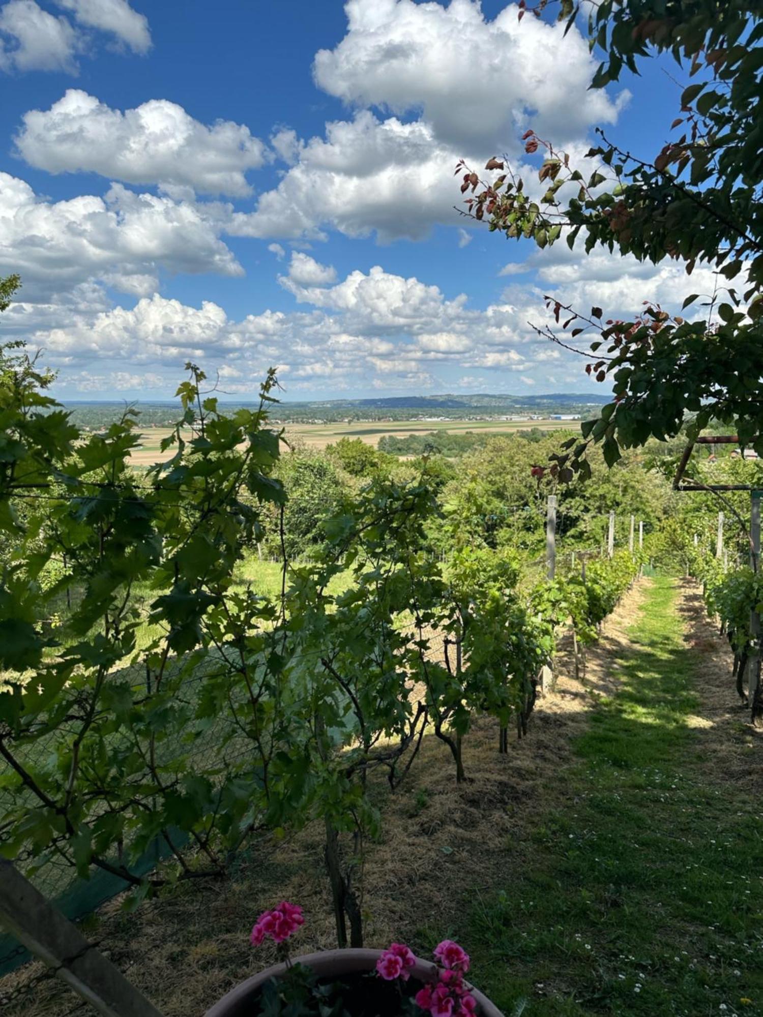 Kuca Za Odmor Mare Villa Sveti Martin Na Muri Esterno foto